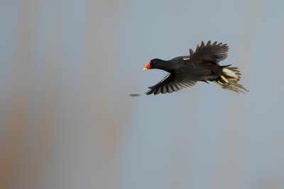 Gallery Moorhen