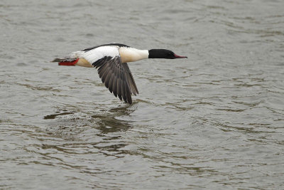g9/83/944883/3/155062887.sdgTTOAR.jpg