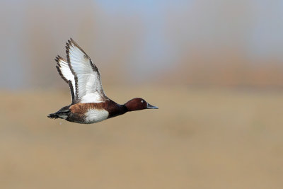 Ferruginous Duck (Aythya nyroca)