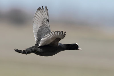 Gallery Eurasian Coot
