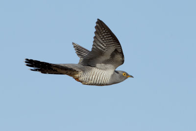 Gallery Common Cuckoo