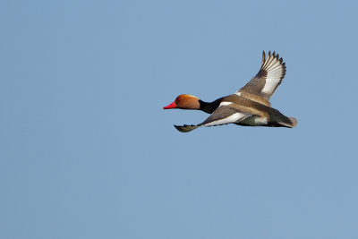 Gallery Red-Crested Pochard