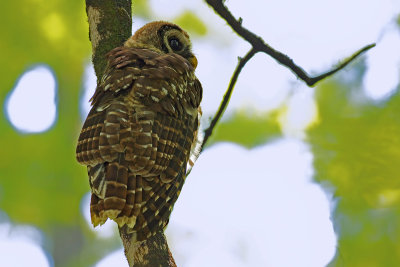 Barred Owl (Strix varia georgica)
