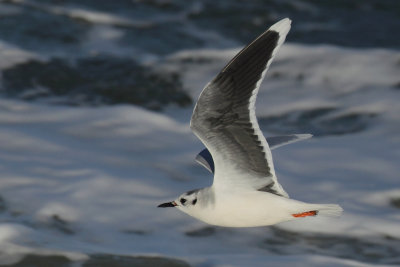 Gallery Little Gull