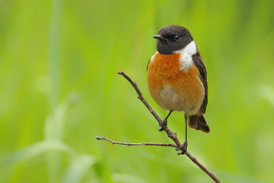 Gallery Stonechat