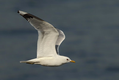 Common Gull (Larus canus)