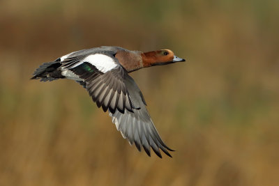 Gallery Eurasian Wigeon