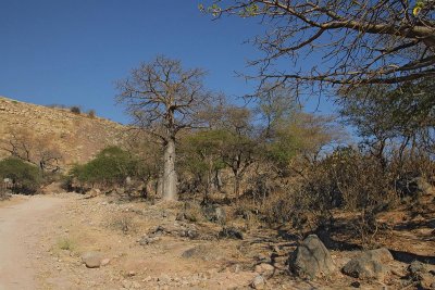 Baobab area