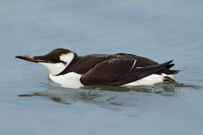 Gallery Guillemot