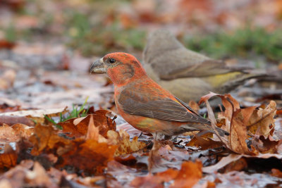 Parrot Crossbill (Loxia pytyopsittacus)