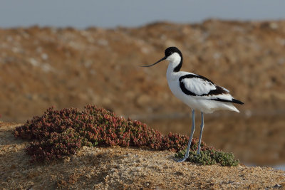 Pied Avocet (Recurvirostra avosetta) 