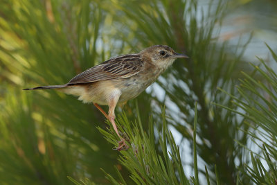 Zitting Cisticola - (Cisticola juncidis)