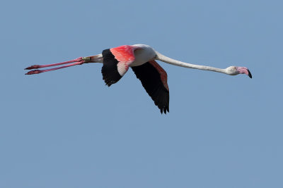 Flamingo  (Phoenicopterus roseus)