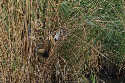 Little Bittern Belgium