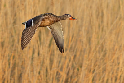 Mallard (Anas platyrhynchos)