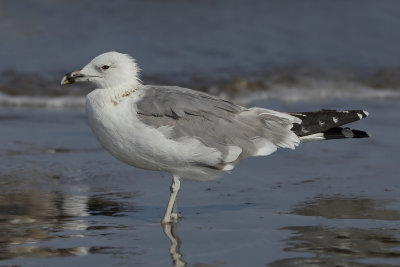 Steppe gull (Larus cachinnans ssp. barabensis)