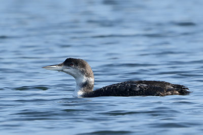 Gallery Great Northern Diver