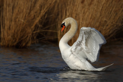 Gallery Mute swan