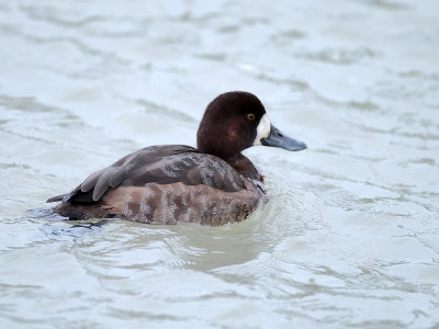 Greater Scaup (Aythya marila)