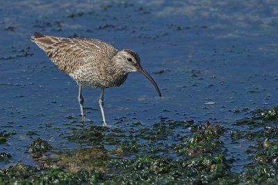 Whimbrel (Numenius phaeopus)