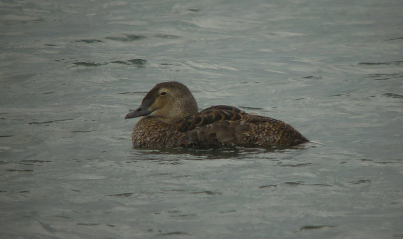Koningseider / King Eider / Somateria spectabilis