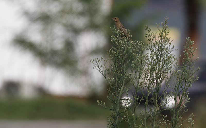 Zwartkopgors / Black-headed Bunting / Emberiza melanocephala