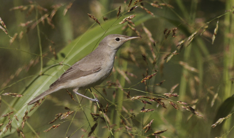 Oostelijke Vale Spotvogel / Eastern Olivacious Warbler / Iduna pallida