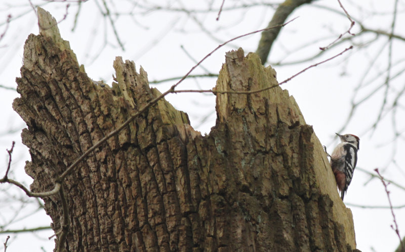 Middelste Bonte Specht / Middle Spotted Woodpecker / Dendrocopos medius