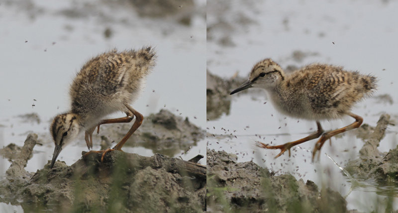 Tureluur / Common Redshank / Tringa totanus