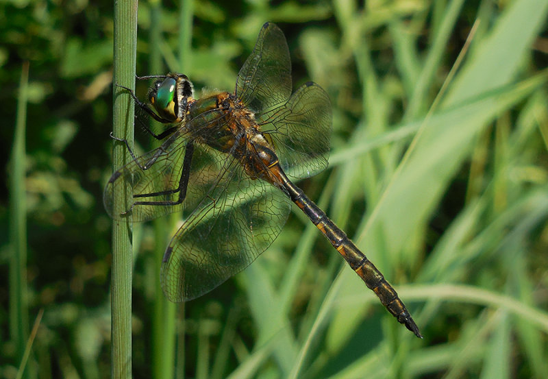 Gevlekte Glanslibel / Somatochlora flavomaculata