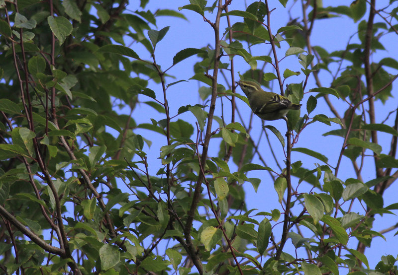 Bladkoning / Yellow-browed Warbler / Phylloscopus inornatus