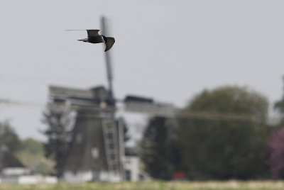 Witwangstern / Whiskered Tern / Chlidonias hybrida