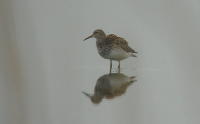 Gestreepte Strandloper / Pectoral Sandpiper / Calidris melanotos