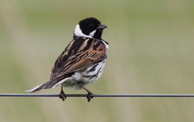 Rietgors / Reed Bunting / Emberiza schoeniclus