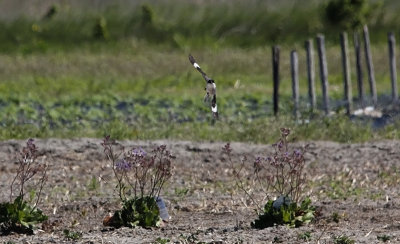 Kleine Klapekster / Lesser Grey Shrike / Lanius minor