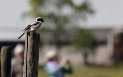 Kleine Klapekster / Lesser Grey Shrike / Lanius minor