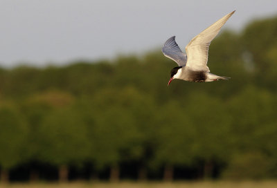 Witwangstern / Whiskered Tern / Chlidonias hybrida