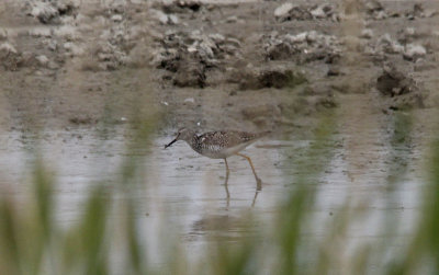 Kleine Geelpootruiter / Lesser Yellowlegs / Tringa flavipes