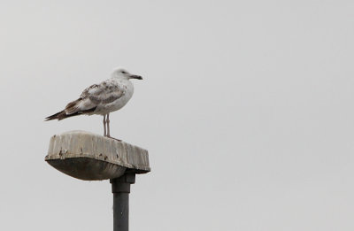 Pontische Meeuw / Caspian Gull / Larus cachinnans