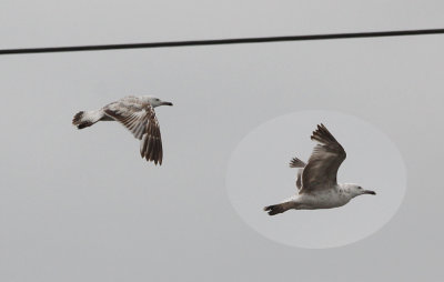 Pontische Meeuw / Caspian Gull / Larus cachinnans