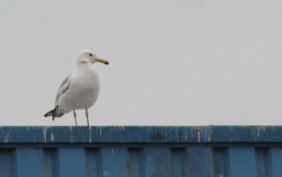 Pontische Meeuw / Caspian Gull / Larus cachinnans
