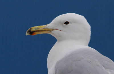Pontische Meeuw / Caspian Gull / Larus cachinnans
