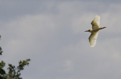 Ralreiger / Squacco Heron / Ardeola ralloides