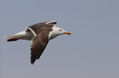 Kleine Mantelmeeuw / Lesser black-backed gull / Larus fuscus graellsii/intermedius