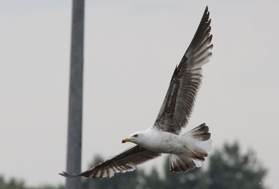 Kleine Mantelmeeuw / Lesser black-backed gull / Larus fuscus graellsii/intermedius