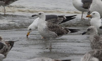 Kleine Mantelmeeuw / Lesser black-backed gull / Larus fuscus intermedius/fuscus