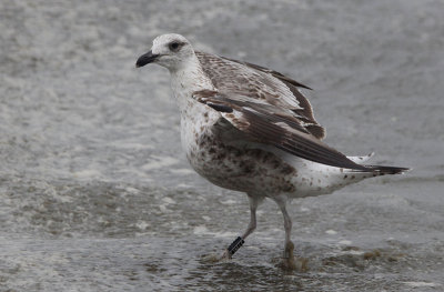 Noorse Kleine Mantelmeeuw / Lesser black-backed gull / Larus fuscus intermedius
