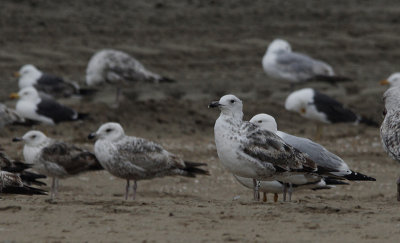 Pontische Meeuw / Caspian Gull / Larus cachinnans