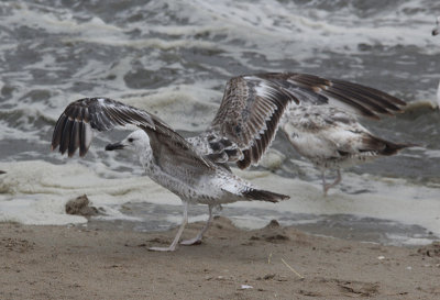 Pontische Meeuw / Caspian Gull / Larus cachinnans