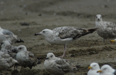 Pontische Meeuw / Caspian Gull / Larus cachinnans